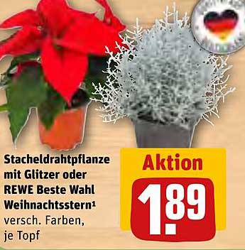 Stacheldrahtpflanze mit Glitzer oder REWE Beste Wahl Weihnachtsstern