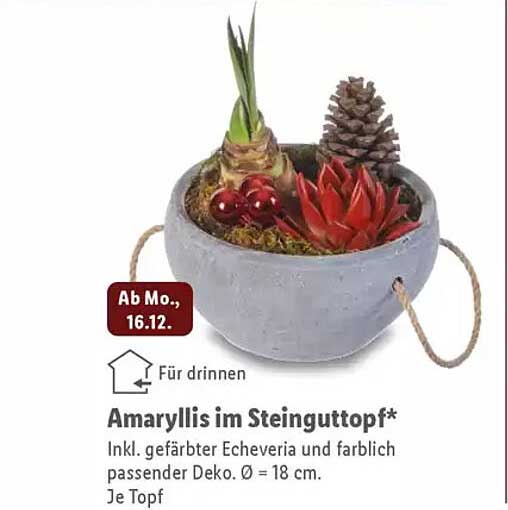 Amaryllis im Steinguttopf*