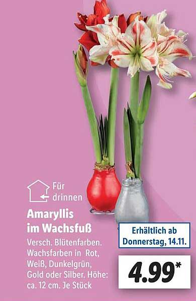 Amaryllis im Wachsfuß