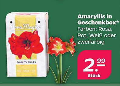 Amaryllis in Geschenkbox*