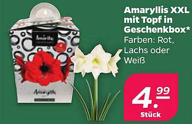 Amaryllis XXL mit Topf in Geschenkbox*