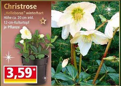 Christrose "Helleborus" winterhart