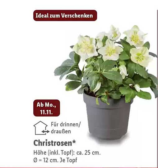 Christrosen*