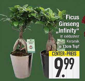 Ficus Ginseng „Infinity“ in exklusiver Keramik