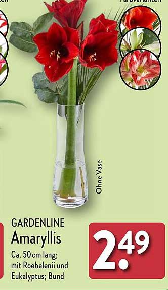 GARDENLINE Amaryllis