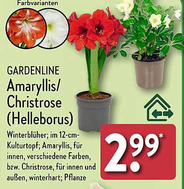 GARDENLINE Amaryllis/Christrose (Helleborus)