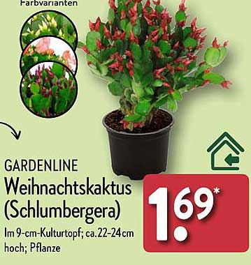 GARDENLINE Weihnachtskaktus (Schlumbergera)