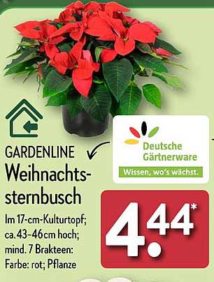 GARDENLINE Weihnachtssternbusch