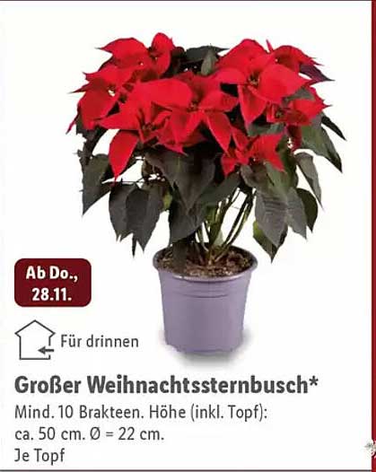 Großer Weihnachtssternbusch*