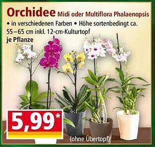 Orchidee Midi oder Multiflora Phalaenopsis