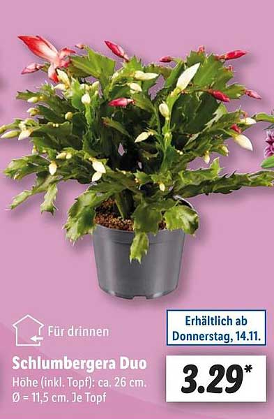 Schlumbergera Duo