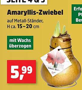 Amaryllis-Zwiebel