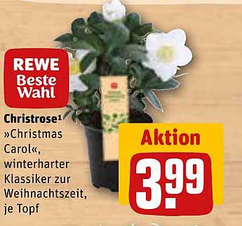 Christrose »Christmas Carol«