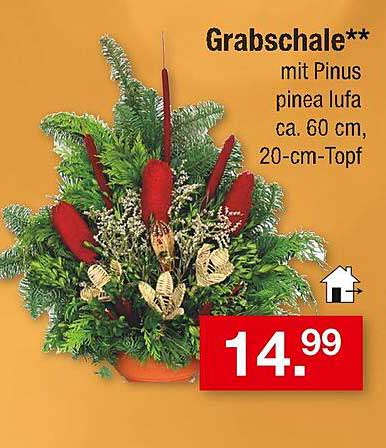 Grabschale** mit Pinus pinea lufa