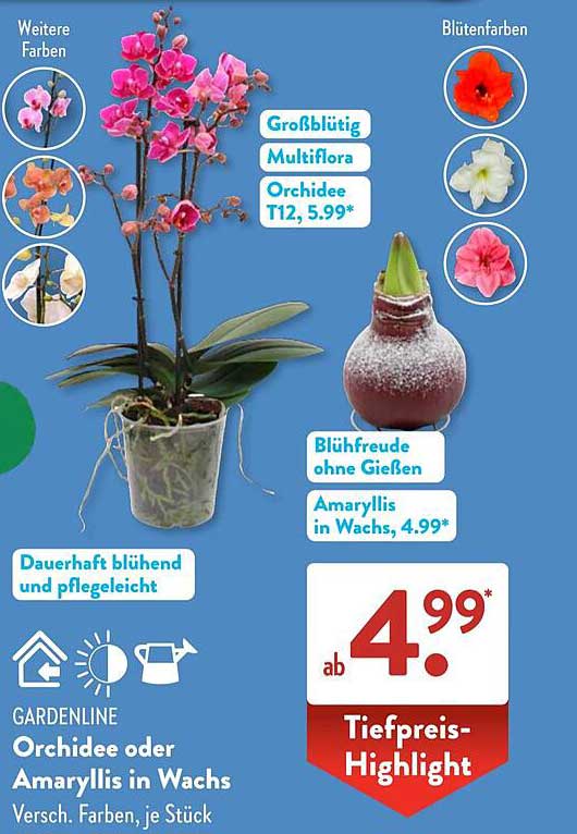 Orchidee oder Amaryllis in Wachs