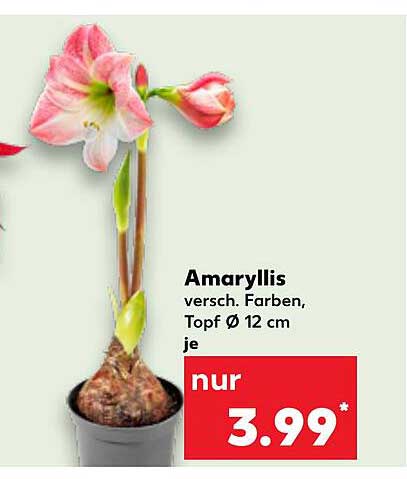 Amaryllis