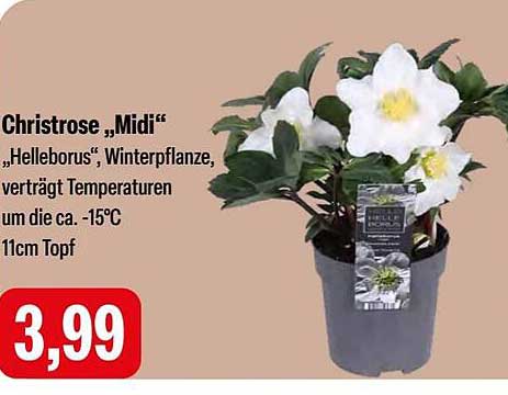 Christrose „Midi“