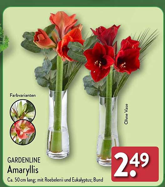 GARDENLINE Amaryllis