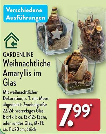 GARDENLINE Weihnachtliche Amaryllis im Glas