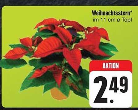 Weihnachtstern* im 11 cm Ø Topf