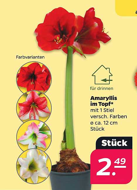 Amaryllis im Topf*