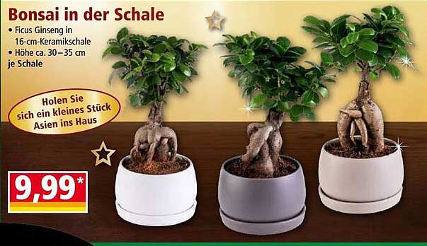 Bonsai in der Schale