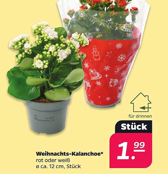 Weihnachts-Kalanchoe*