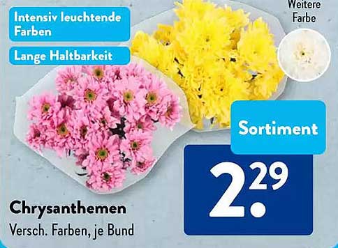 Chrysanthemen