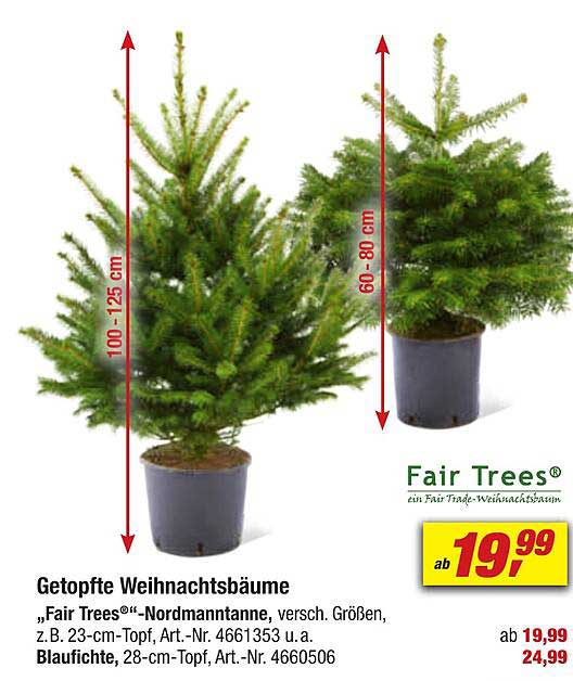 Getopfte Weihnachtsbäume