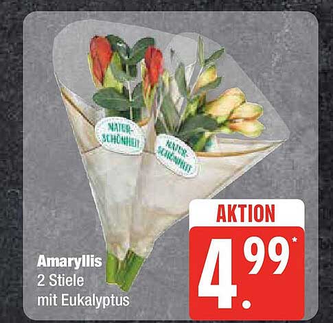 Amaryllis