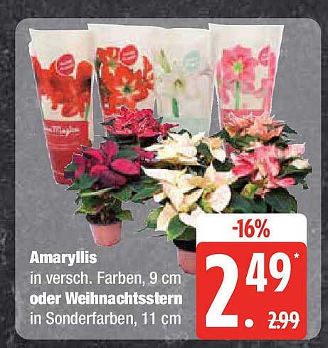 Amaryllis oder Weihnachtsstern