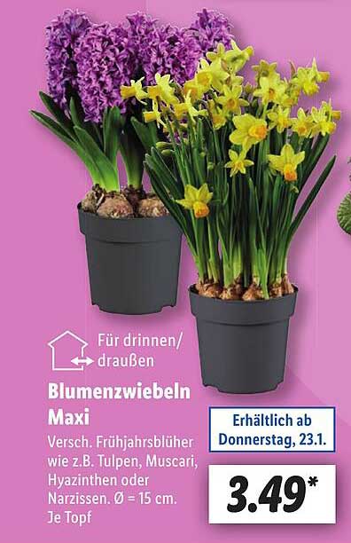 Blumenzwiebeln Maxi