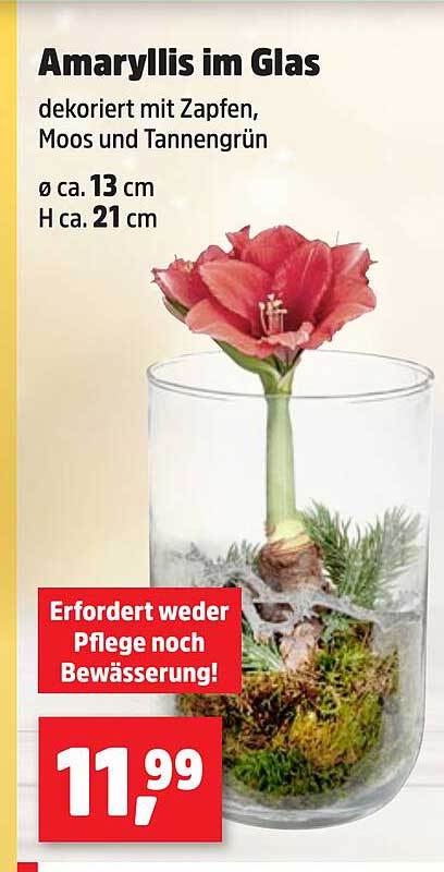 Amaryllis im Glas