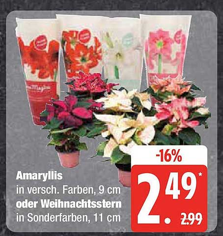 Amaryllis oder Weihnachtsstern in Sonderfarben