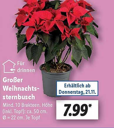 Großer Weihnachtssternbusch