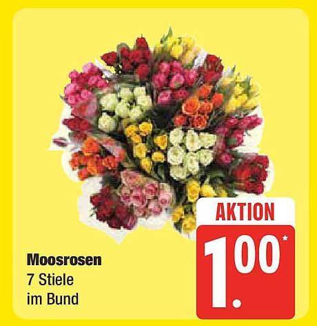 Moosrosen