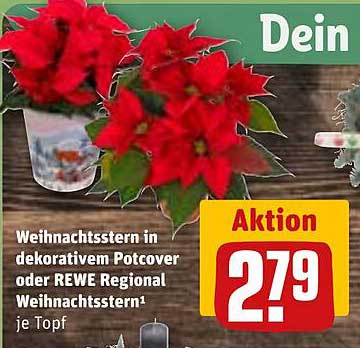 Weihnachtsstern in dekorativem Potcover oder REWE Regional Weihnachtsstern