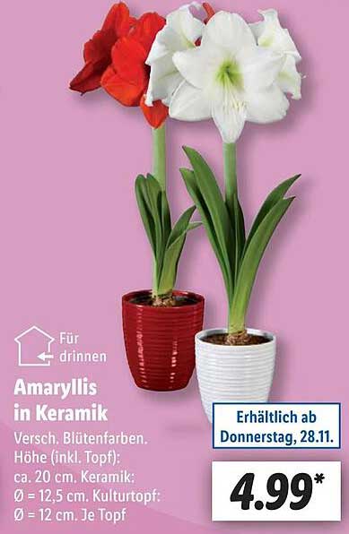 Amaryllis in Keramik