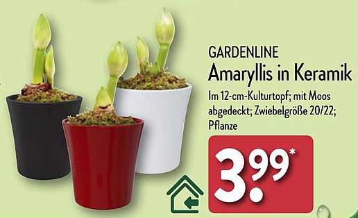 GARDENLINE Amaryllis in Keramik