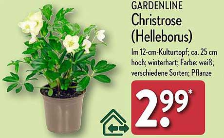 GARDENLINE Christrose (Helleborus)