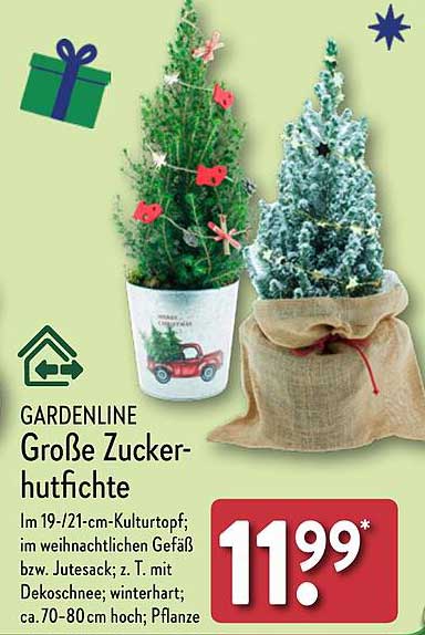 GARDENLINE Große Zuckerhutfichte