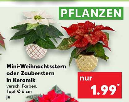 Mini-Weihnachtsstern oder Zauberstern in Keramik