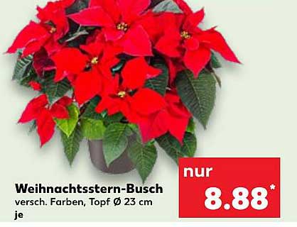 Weihnachtsstern-Busch