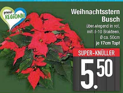 Weihnachtsstern Busch