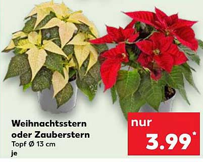 Weihnachtsstern oder Zauberstern