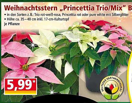 Weihnachtsstern „Princettia Trio/Mix“