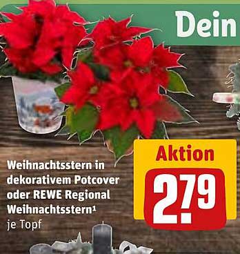 Weihnachtstern in dekorativem Potcover oder REWE Regional Weihnachtsstern