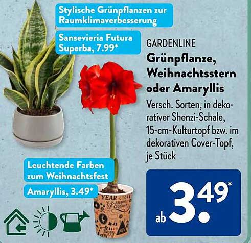 GARDENLINE Grünerpflanze, Weihnachtsstern oder Amaryllis