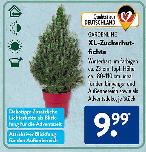 GARDENLINE XL-Zuckerhutfichte