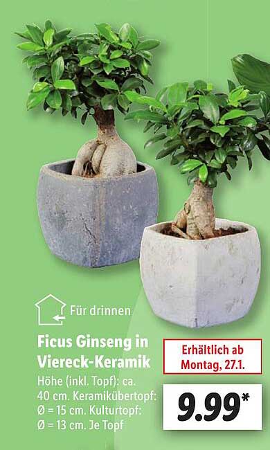 Ficus Ginseng in Viereck-Keramik